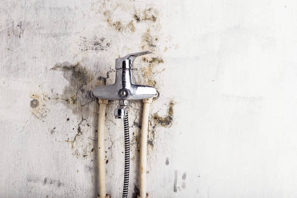 Best White Mold Remediation in Dyersburg, TN