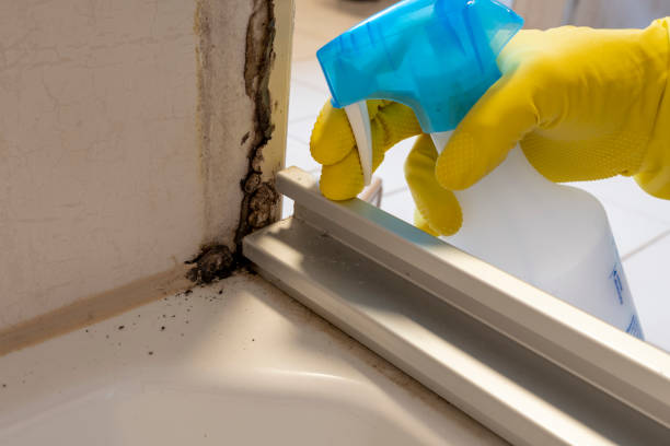 Best Black Mold Remediation in Dyersburg, TN