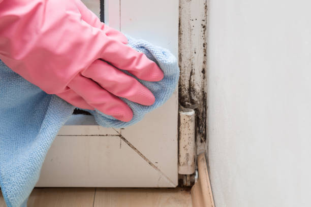 Best DIY Mold Remediation Support Services in Dyersburg, TN